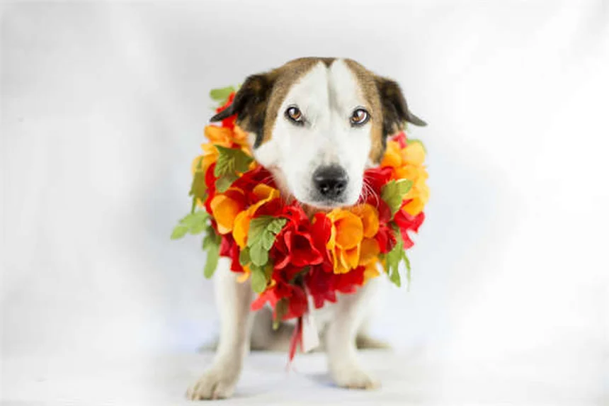 Yoga vs Stretching: Why Yoga Boosts Heart Health 2.5X More